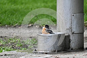 American robin, Turdus migratorius, 3.