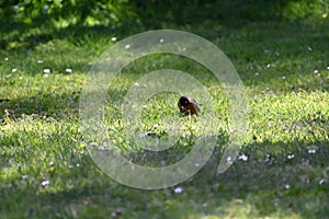 American robin, Turdus migratorius, 31.