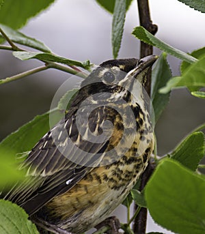 American Robin (turdus migratorius)