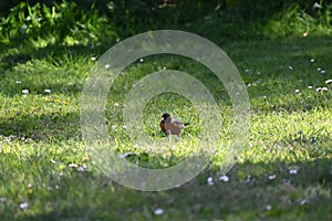 American robin, Turdus migratorius, 32.