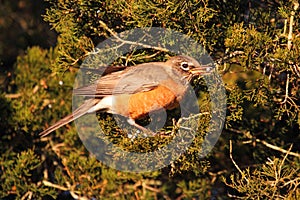 American Robin (Turdus migratorius)