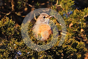 American Robin (Turdus migratorius)