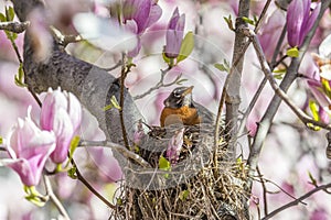 American robin (Turdus migratorius)