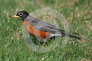 American Robin (Turdus migratorius)