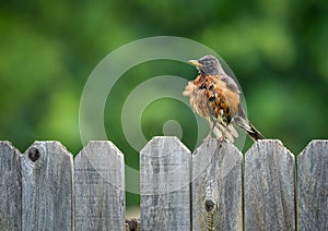 American robin (Turdus migratorius)