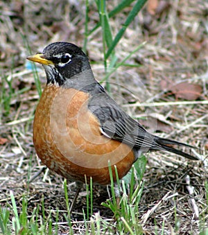 American Robin (Turdus migratorius) photo