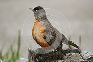 American Robin (Turdus migratorius)