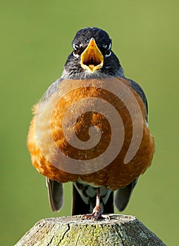 American Robin - Turdus migratorius