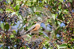 American Robin - Turdus migratorius