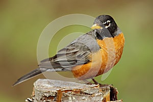 American Robin (turdus migratorius)