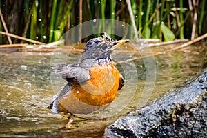 American Robin Turdus migratorius bathing in a shallow pool