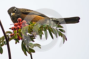 American Robin (Turdus migratorius) bird perched on branch looking down at you