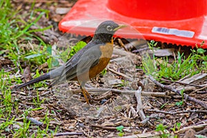 american robin Turdus migratorius by construction cone