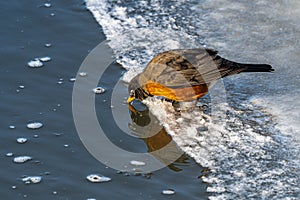 American Robin Drinking out of a River