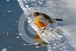 American Robin Drinking out of a River
