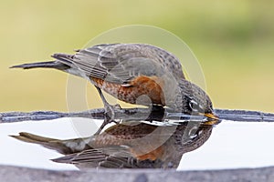 American robin (Turdus migratorius) drinking water from a bird bath