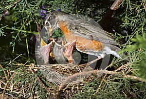 American robin (Turdus migratorius) feeding nestlings in the nest.