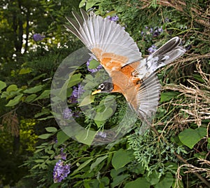 American robin (Turdus migratorius) flying.
