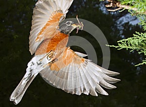 American robin (Turdus migratorius) flying with prey.