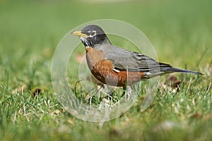 American Robin Turdus migratorius in grass