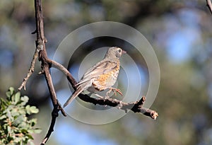 American Robin (Turdus migratorius) juvenile