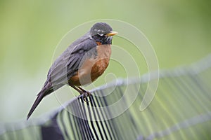 American Robin (Turdus migratorius migratorius) photo