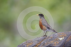 American Robin (Turdus migratorius migratorius)