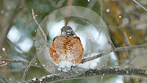 American robin, Turdus migratorius, perched on branch in snowfall