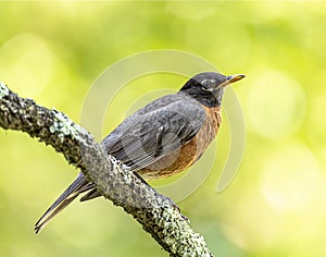 An American robin, Turdus migratorius, perched on a tree branch.