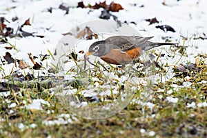 American Robin - Turdus migratorius