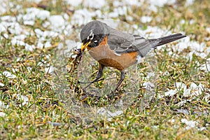 American Robin - Turdus migratorius