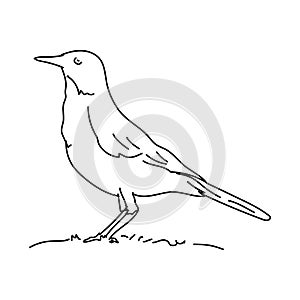 American robin vector bird illustration