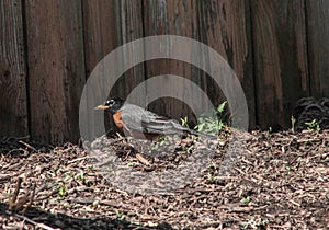 American Robin Walking Through Mulch