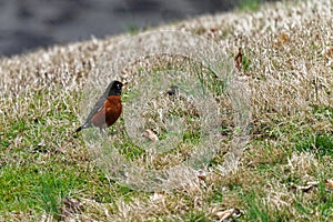 American Robin at Washington DC Zoo