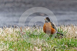 American Robin at Washington DC Zoo