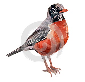 The American robin. Watercolor hand painted drawing of bird