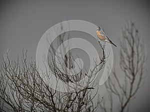 American Robin Wintering on a Gray Day in Florida