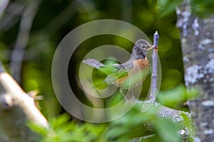 American Robin with worm for baby birds