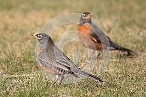 American Robins