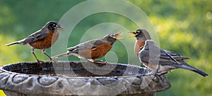 American Robins Bicker at a Bird Bath