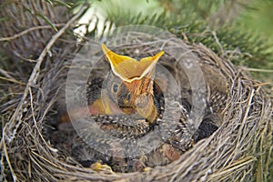 American robins bird nest baby chicks robin