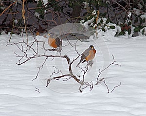 American Robins in the snow