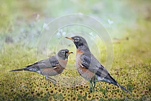 American Robins in Wildflowers