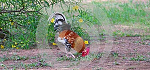 American rooster in the Garden of the Nations Park in Torrevieja. Alicante, on the Costa Blanca. Spain