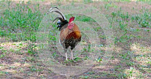 American rooster in the Garden of the Nations Park in Torrevieja. Alicante, on the Costa Blanca. Spain