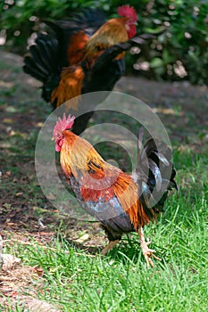 American rooster in the Garden of the Nations Park in Torrevieja. Alicante, on the Costa Blanca. Spain