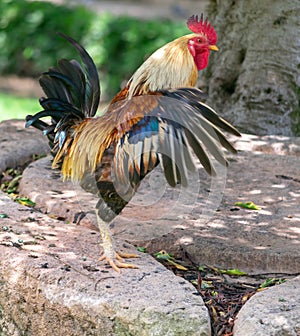 American rooster in the Garden of the Nations Park in Torrevieja. Alicante, on the Costa Blanca. Spain