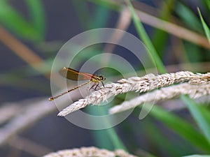 American Rubyspot Damselfly