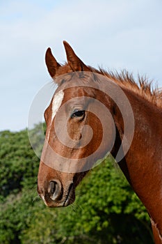 American Saddle Horse portrait