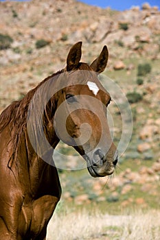 AMERICAN SADDLEBRED HORSE